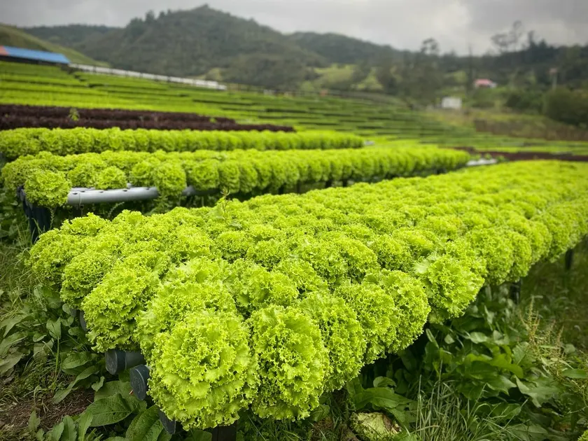Camas de lechuga verde crespa en el cultivo hidroponico de Agro Ganard, en Une.
