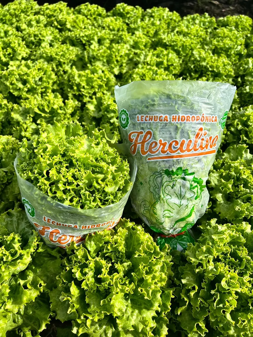 Bolsas de lechuga hidroponica Herculina sobre la cama de cultivo.