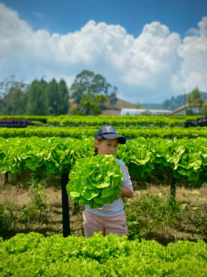 Un niño sostiene una lechuga recien cortada frente a los cultivos.