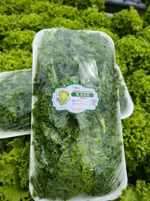 Kale Rizado