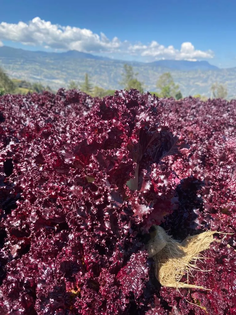 Lechuga Morada Crespa